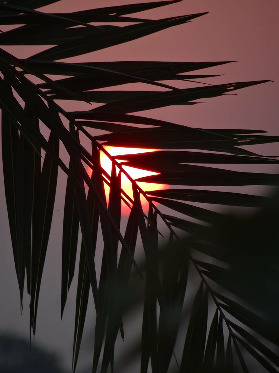 nature, sunset, leaf, no people, growth, plant, illuminated HD wallpaper