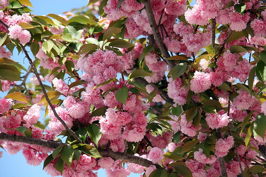 cherry blossom, flowers, spring, bloom, nature, tree, pink color HD wallpaper