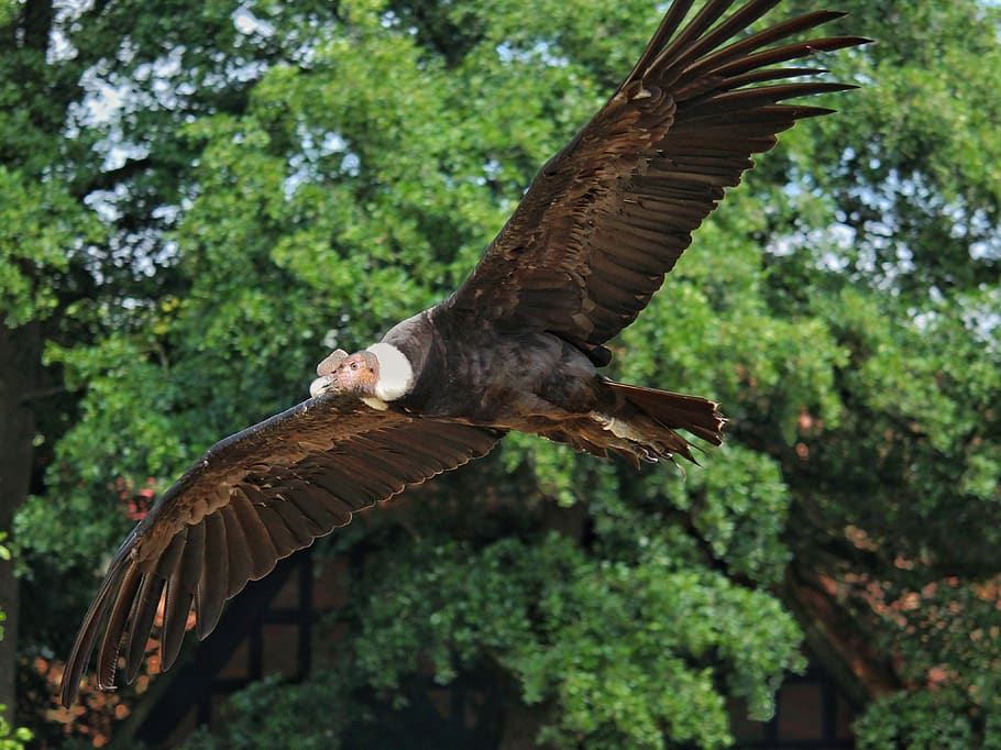 andean condor, raptor, bird, flying, flight, animal wildlife