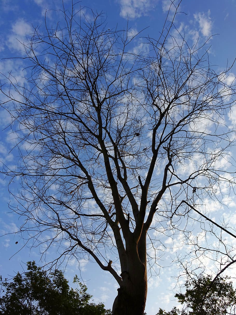 dead tree, spring, sunny days, sky, plant, low angle view, branch HD wallpaper