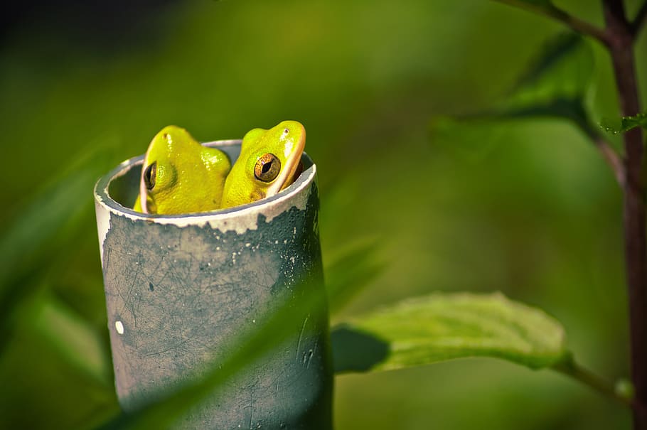 Tree Frogs, Pipe, green, amphibian, nature, wildlife, cute HD wallpaper