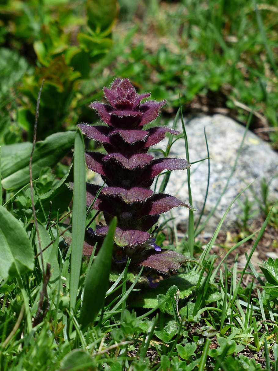 pyramidalis, bugle, flower, plant, reddish, ajuga pyramidalis l HD wallpaper