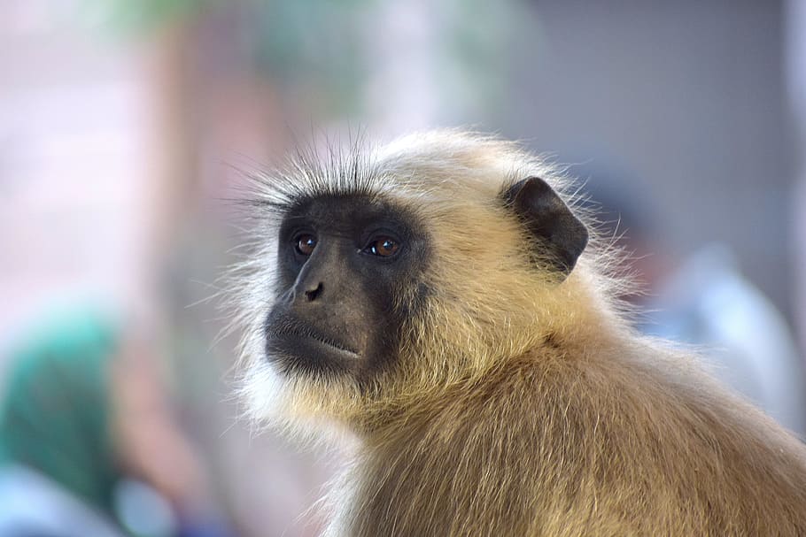 monkey, wildlife, mammal, primate, animal, langoor, nature HD wallpaper