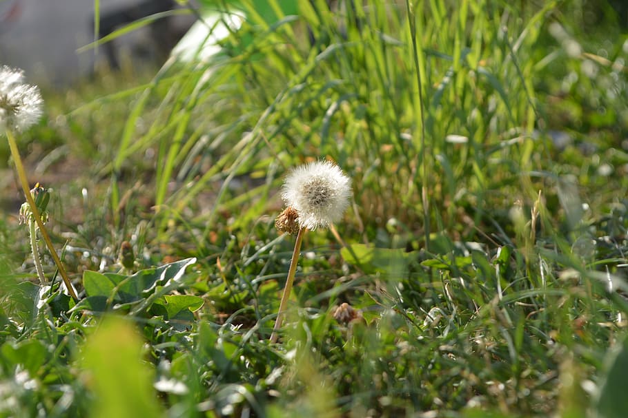 meadow, grass, focus, macro, landscape, summer, green, rest HD wallpaper
