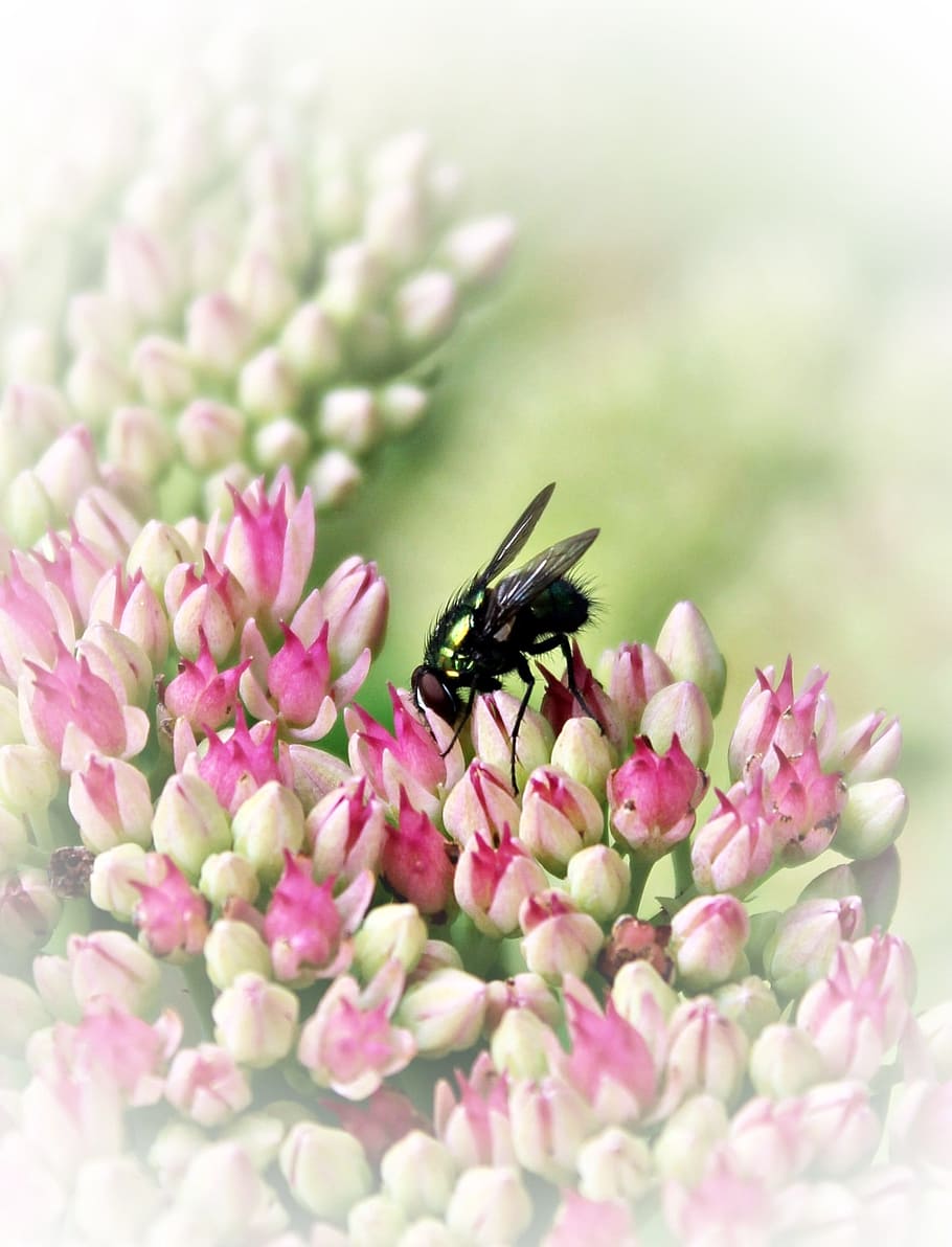 fly, insect, blossom, bloom, nature, close, summer, wing, garden HD wallpaper