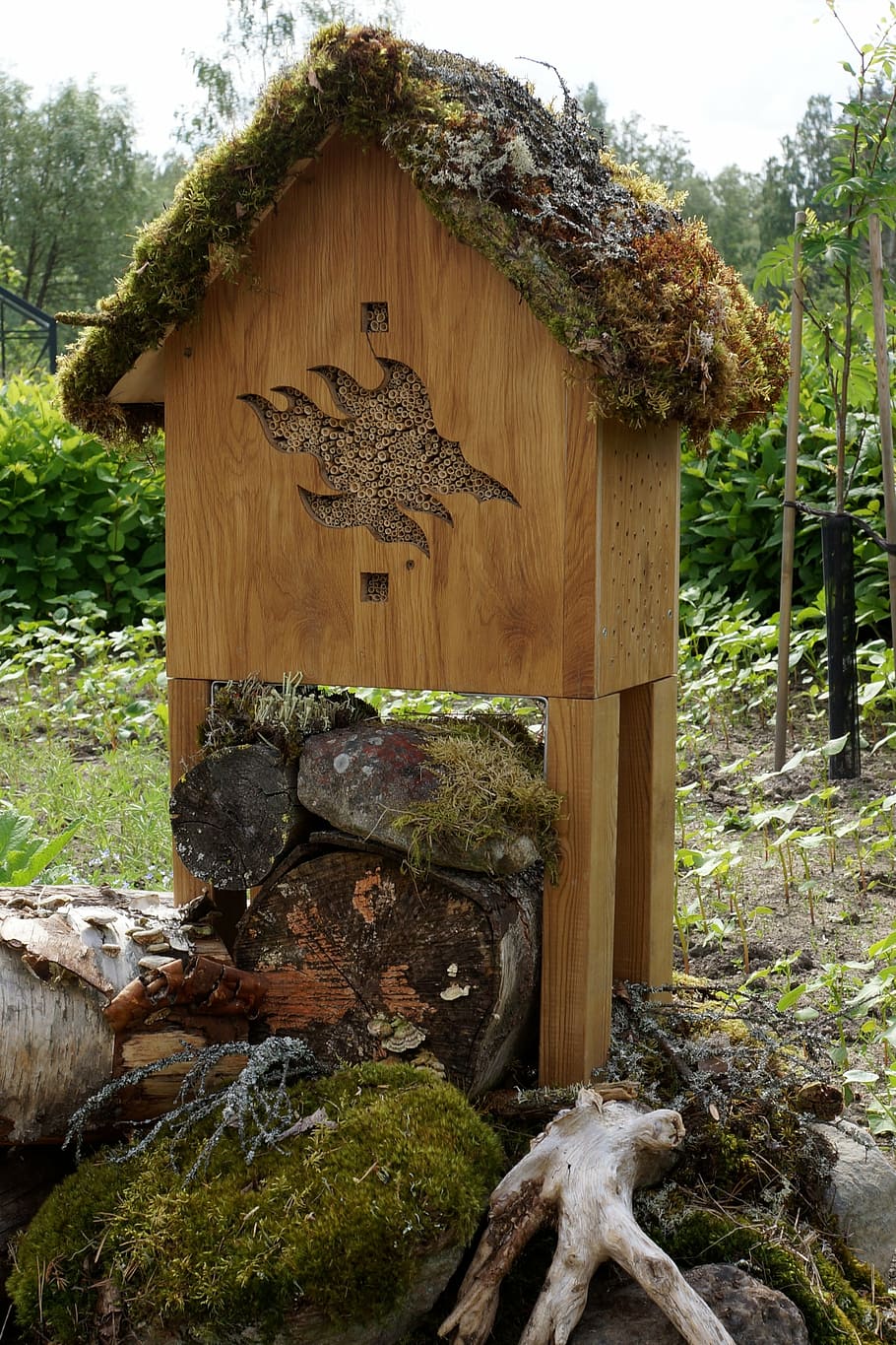 hyönteishotelli, insects nesting, adding insects, tree, plant HD wallpaper