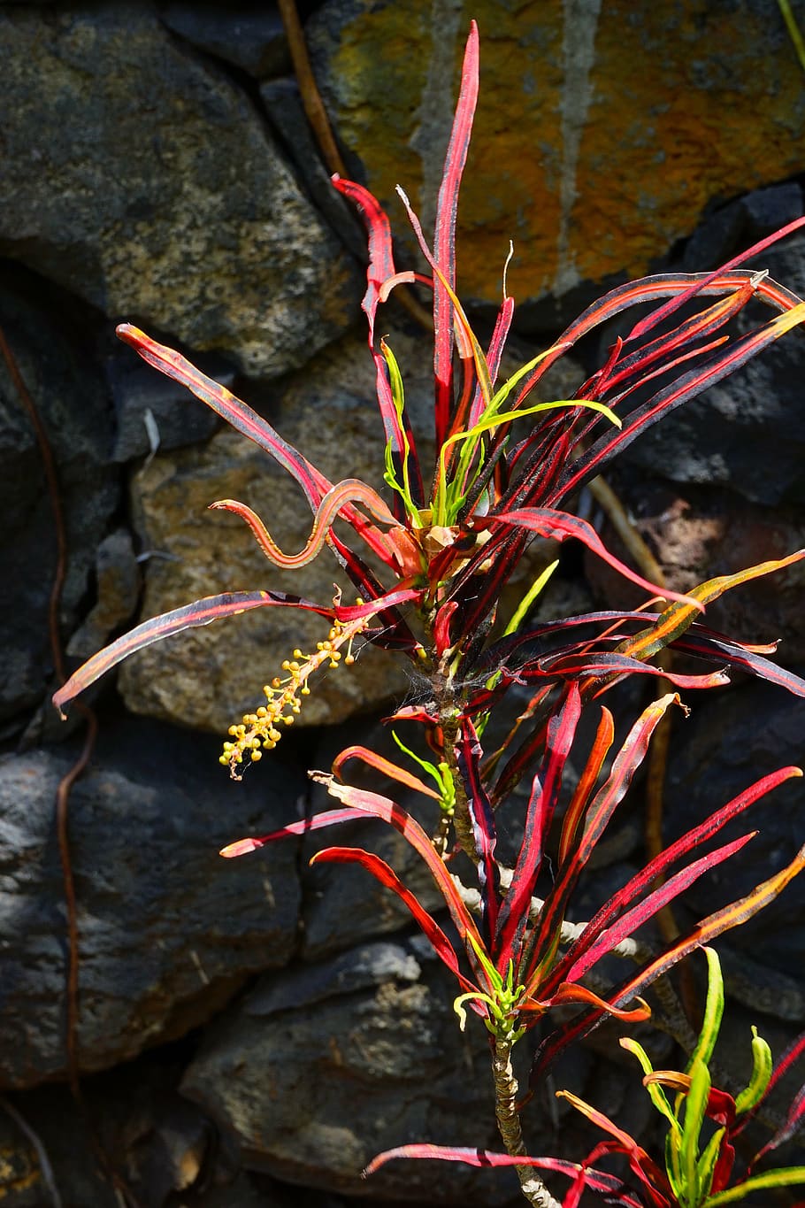 croton, plant, tropical, exotic, codiaeum variegatum, wonderful shrub, HD wallpaper