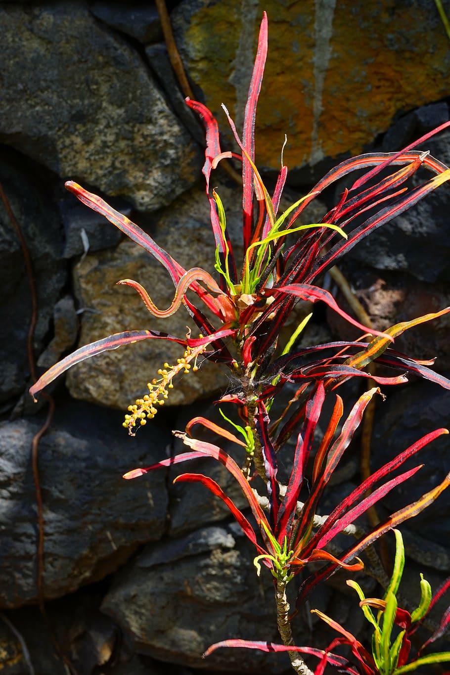 croton, plant, tropical, exotic, codiaeum variegatum, wonderful shrub