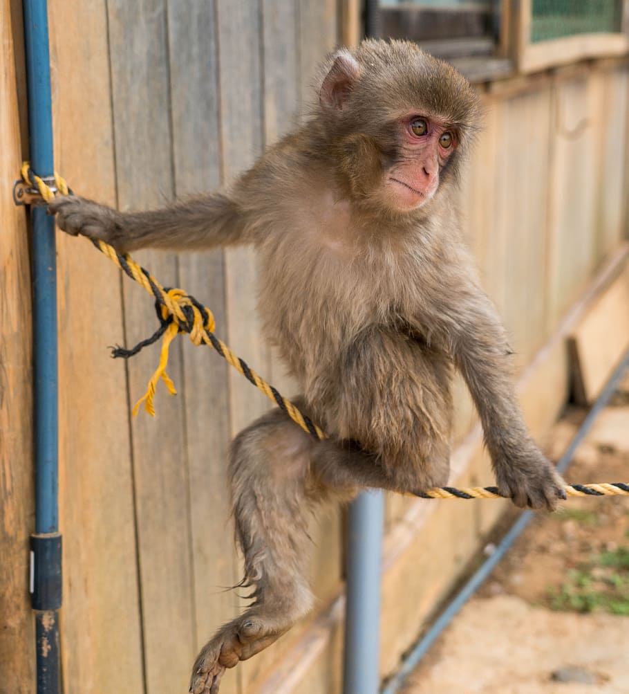 kyoto monkey park