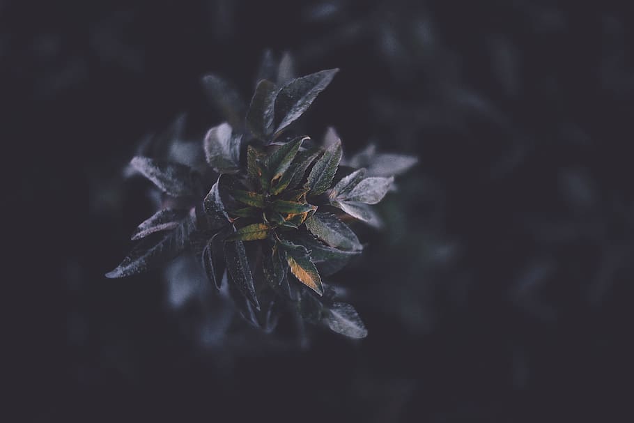 selective focus photography of green plant, selective focus of green leaf plant HD wallpaper