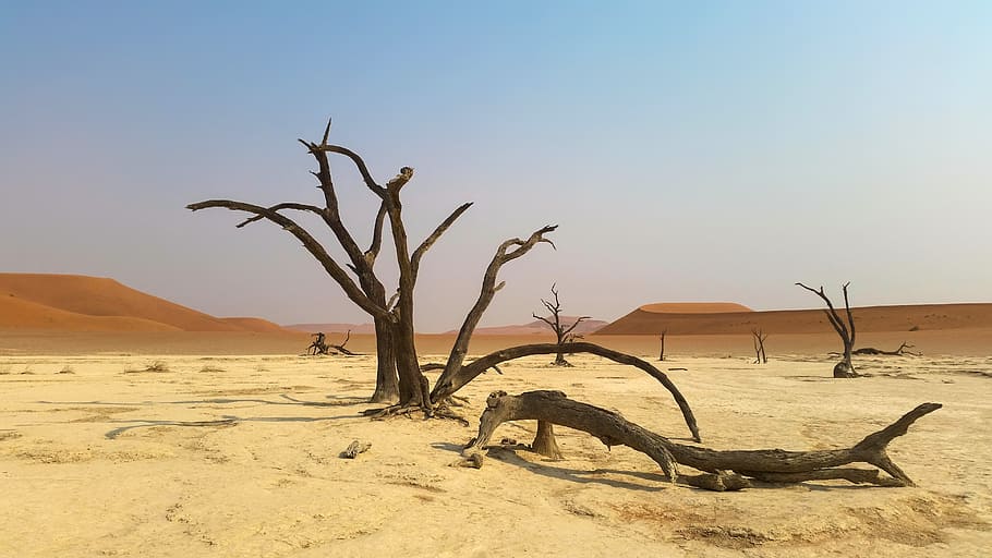 photo of brown bare tree on desert during daytime, africa, namibia, HD wallpaper