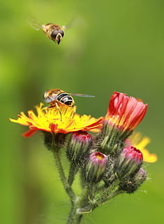 close up photo of two Rover Flies and red-and-yellow petaled flowers HD wallpaper