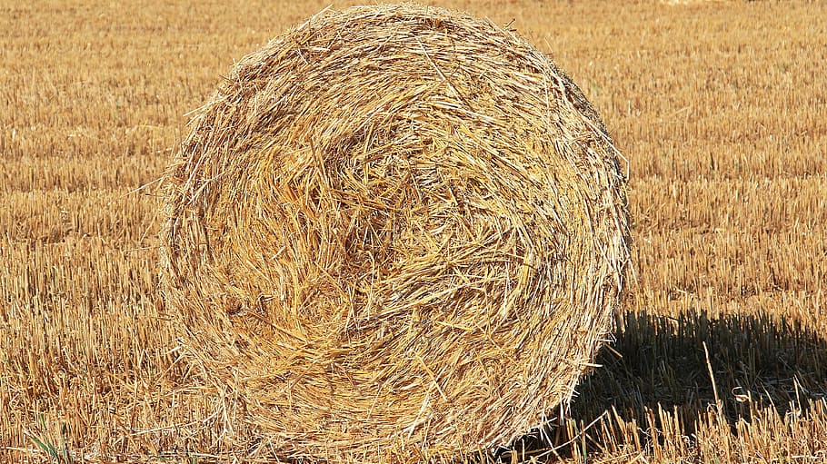 photo of brown hay during daytime, straw role, harvest, agriculture, HD wallpaper