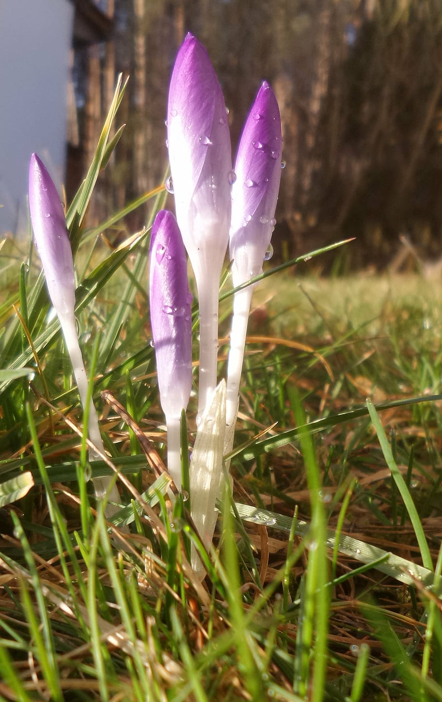 crocus, purple, dew, morgentau, violet, early bloomer, harbinger of spring HD wallpaper