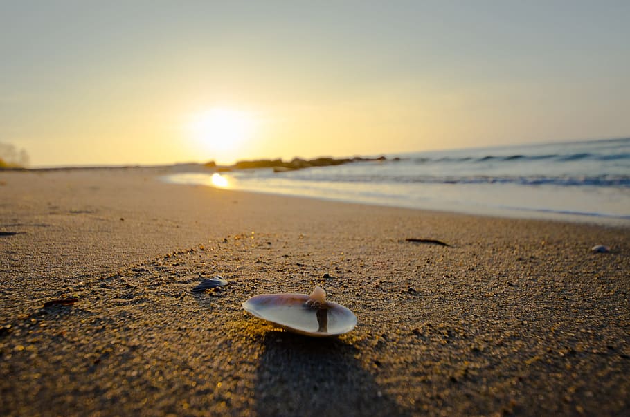 shell on beach shore, Sun, Sand, Water, Sea, baltic sea, sunset HD wallpaper