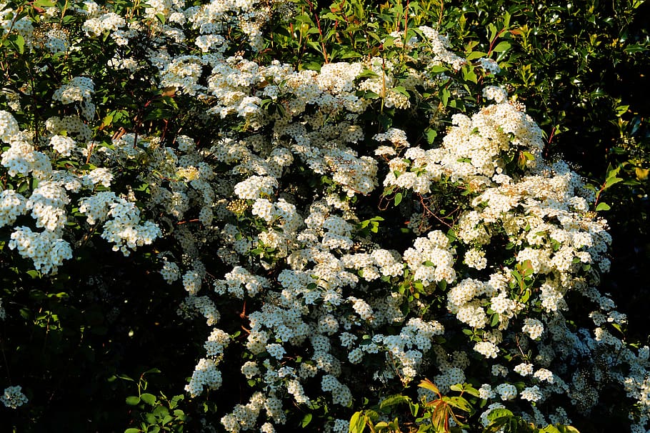flowers, white, white flowers, spring, white splendour, frühlingsanfang, HD wallpaper
