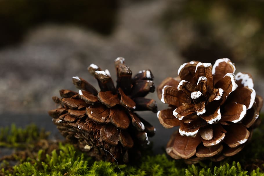 pinecone, fall, nature, plant, close-up, no people, day, growth HD wallpaper