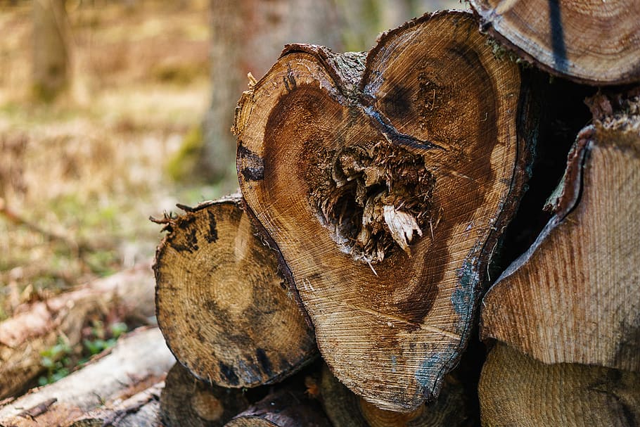 Forest, Tree, Landscape, Nature, Log, mood, back light, autumn HD wallpaper