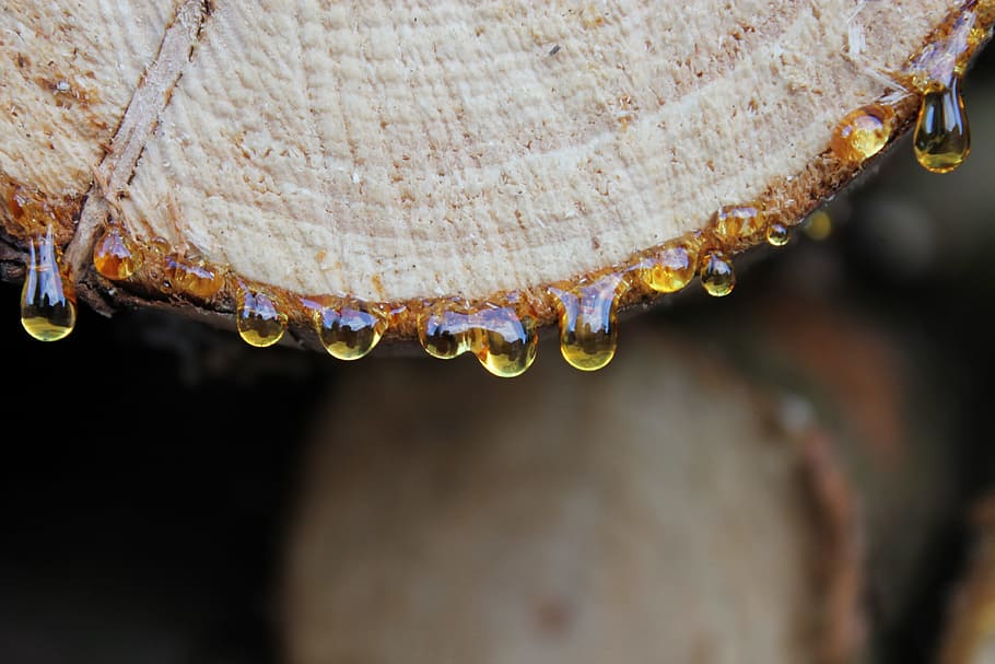 close, background, nature, wood resin, drip, firewood, close-up, HD wallpaper