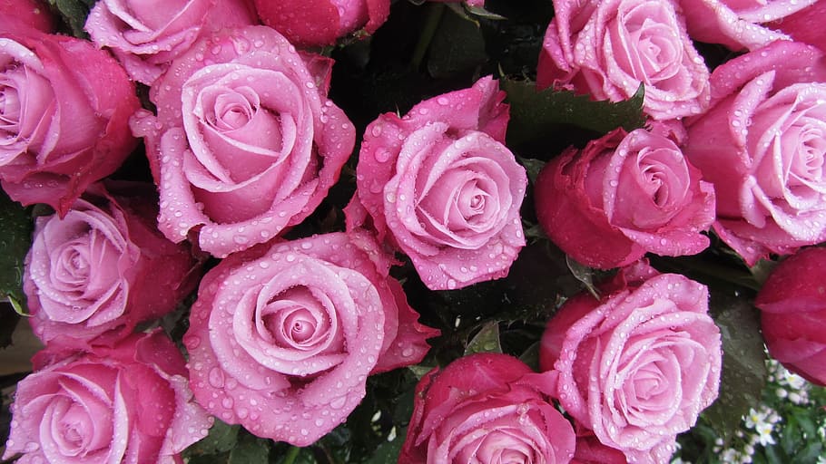 close-up photography of pink roses, red, market, flowers flowers HD wallpaper