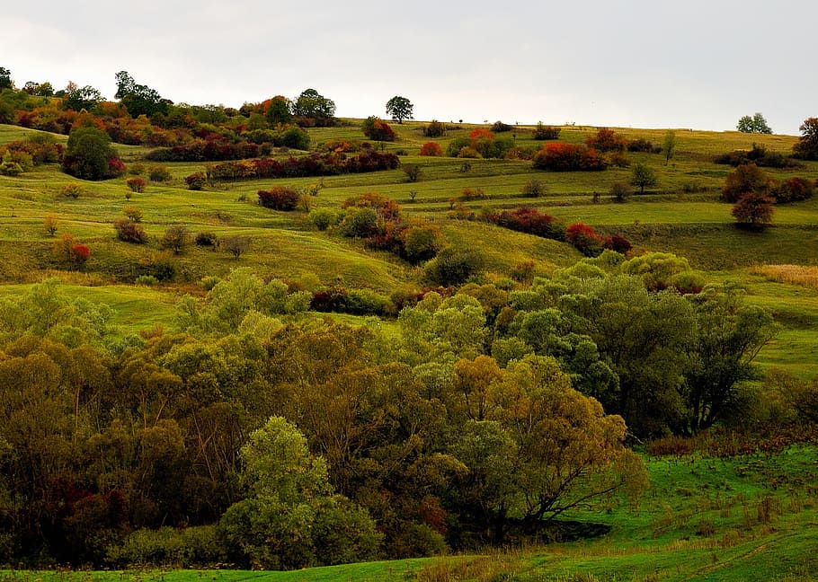 meadow, landscape, trees, green, summer, grass, countryside HD wallpaper