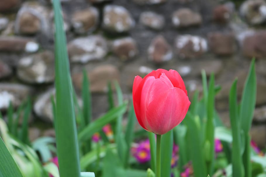 flower, flowers, tulip, rosa, spring, garden, flowery, red, HD wallpaper