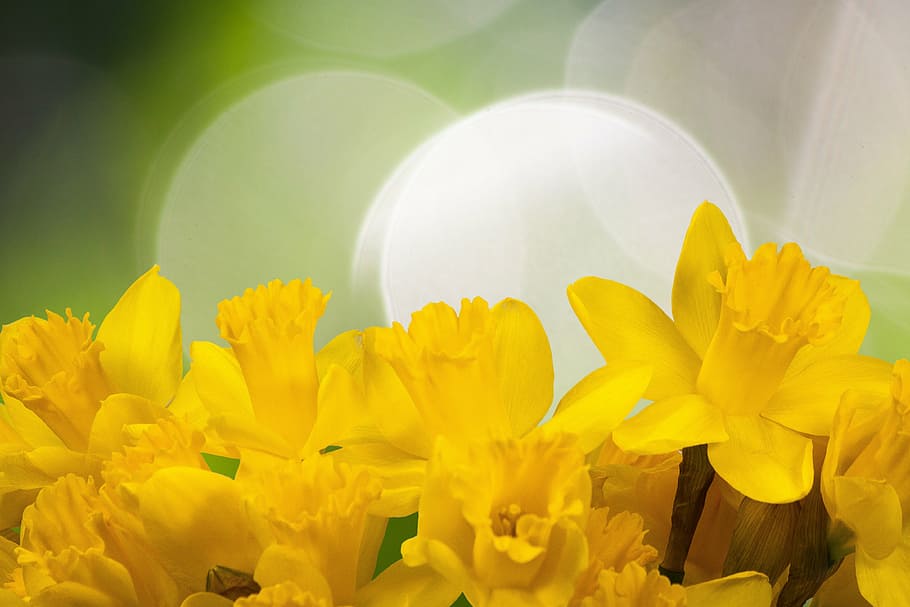yellow petaled flowers photography, daffodil, spring, easter HD wallpaper