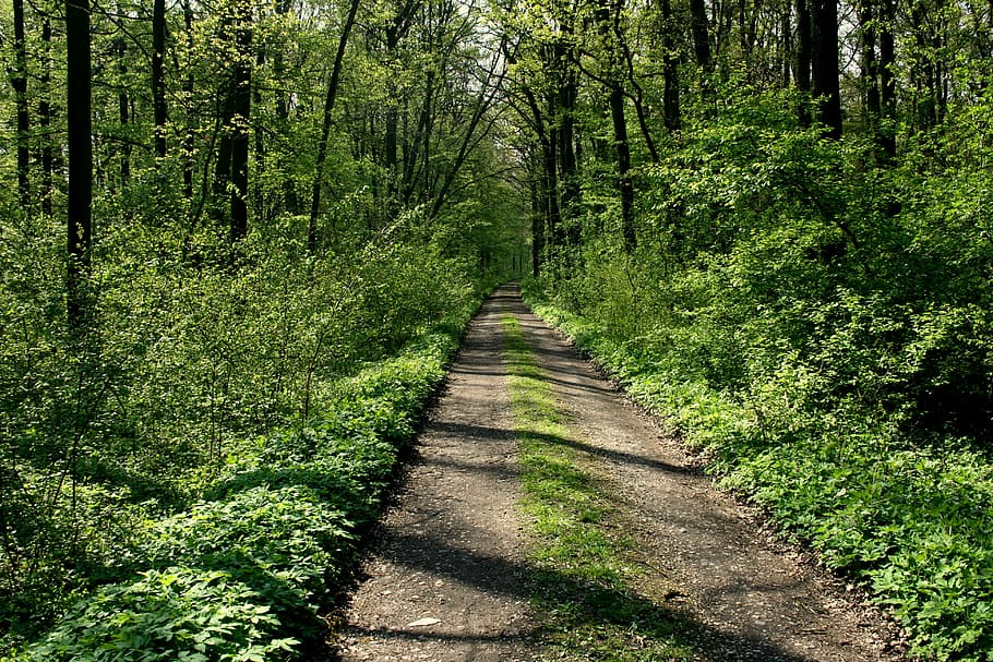 path, trees, forest road, plant, direction, land, growth, green color HD wallpaper