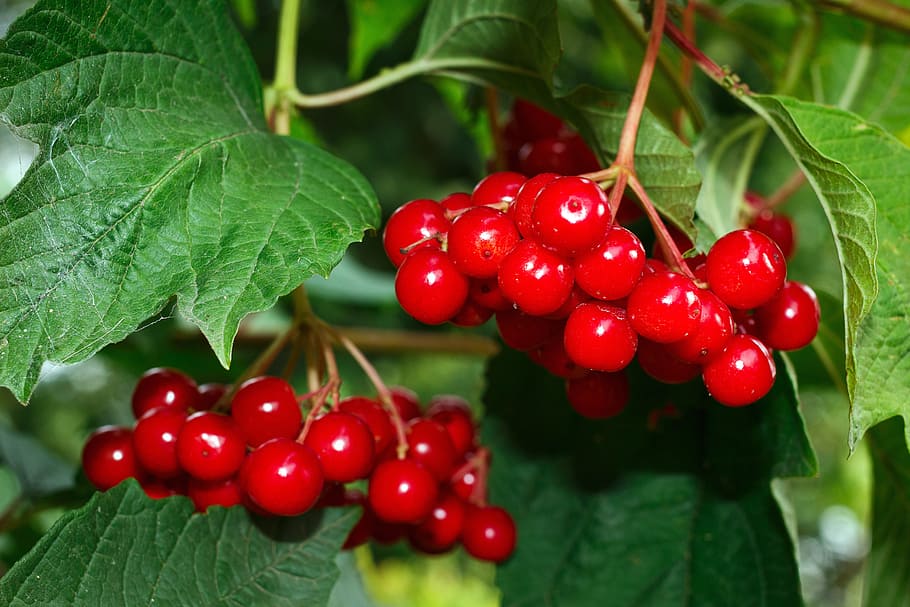 closeup photo of red cherries, viburnum, shrub, plant, berry, HD wallpaper