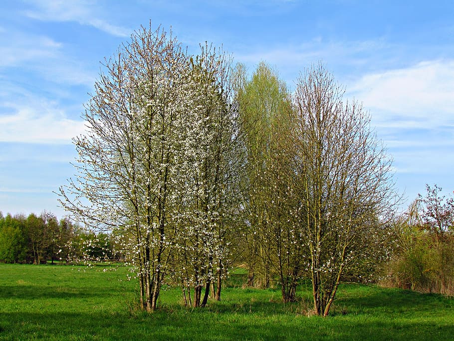 tree, field, landscape, nature, sky, way, spring, grass, plant HD wallpaper