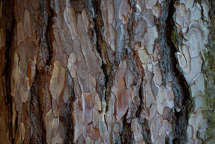 bark, tree, wood, pattern, background, texture, tree trunk HD wallpaper