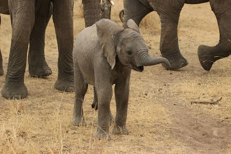 young elephant during daytime, baby elephant, tanzania, wild elephant