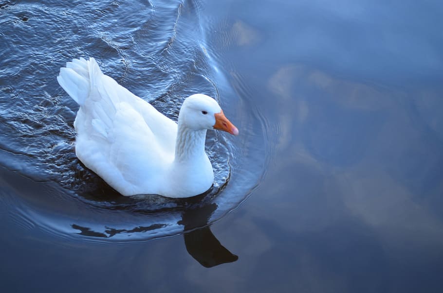 Goose, Water, White, Background, Animal, macro, one animal HD wallpaper