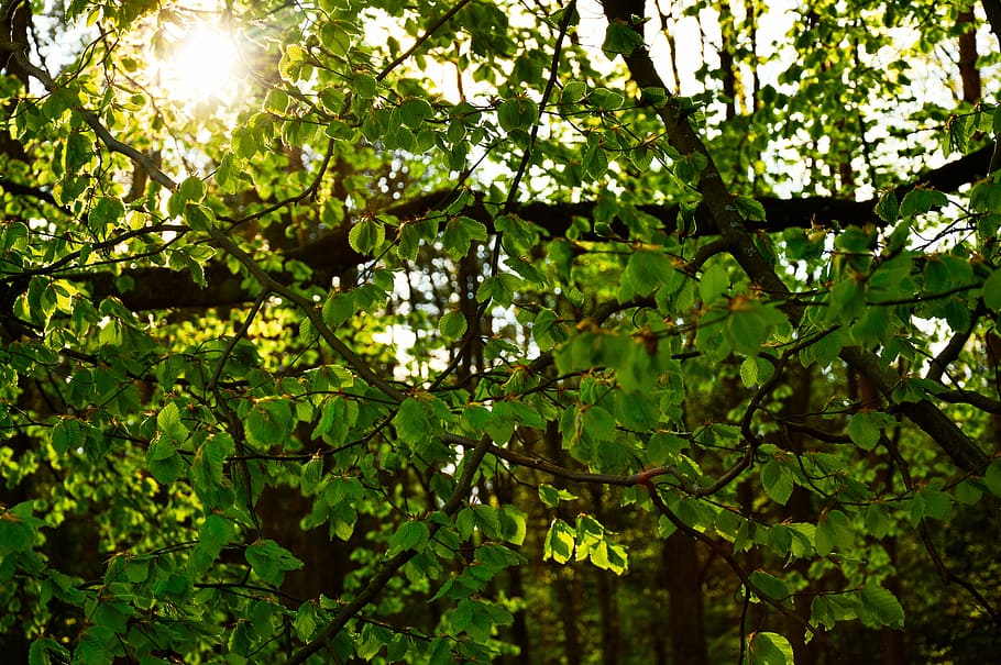 foliage, leaves, branches, trees, nature, forest, woods, green HD wallpaper