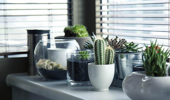 green succulent plants and cacti in pots, indoor, potted plants HD wallpaper