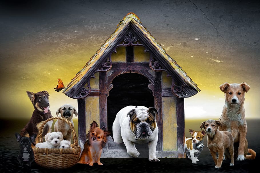 pack of dog illustration, animals, dogs, puppies, schäfer dog, HD wallpaper