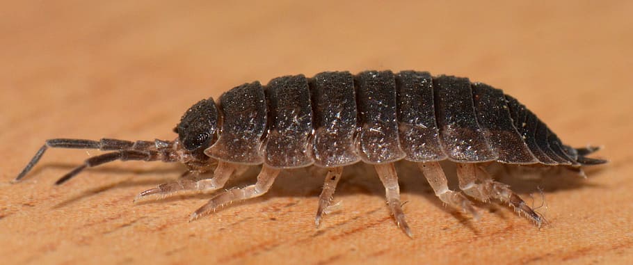 bug, animal, ressemblance, macro, one animal, animal themes HD wallpaper