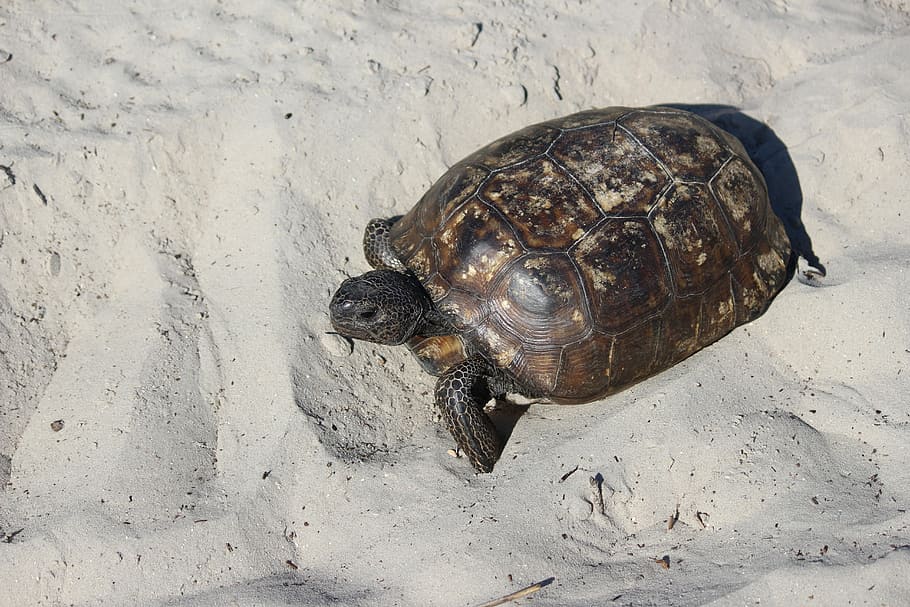 turtle, beach, sand, nature, ocean, animal, reptile, wild, tortoise HD wallpaper
