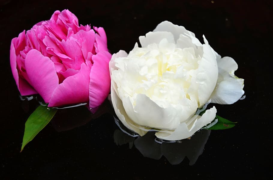 two pink and white roses floating on water, flower, red, surface HD wallpaper
