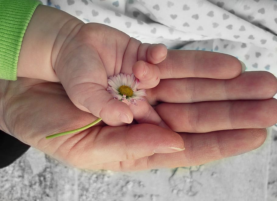 person laying hand on baby hand holding white flower, hands HD wallpaper