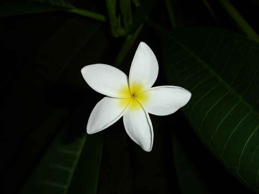 flower, white, yellow, macro, blossom, bloom, plant, frangipandi HD wallpaper