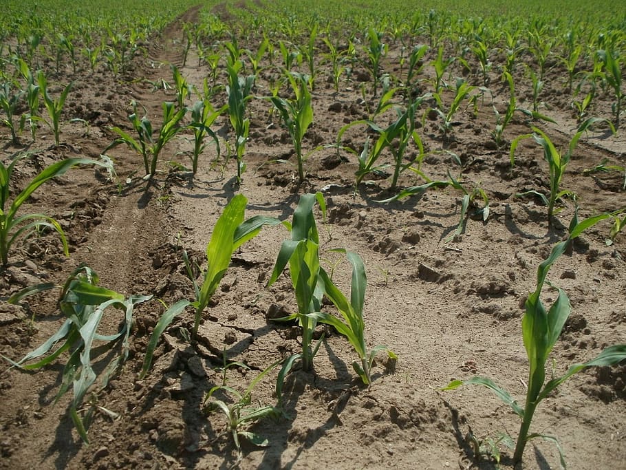 corn, maize, field, agriculture, farming, crop, growth, organic HD wallpaper