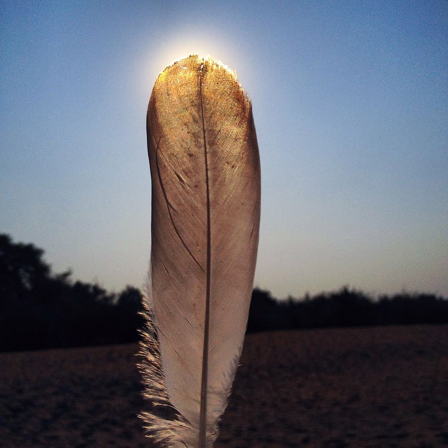 feather, nature, sky, close-up, no people, day, focus on foreground HD wallpaper