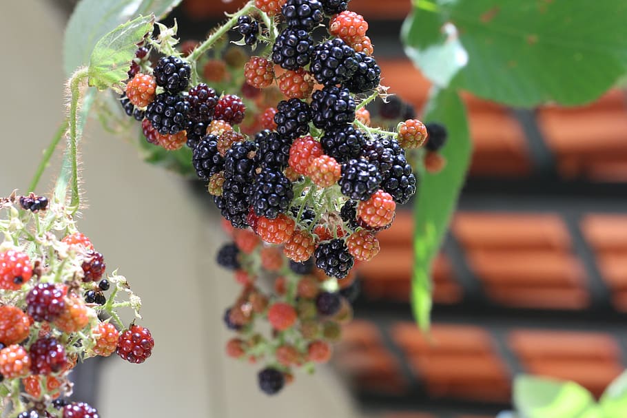 raspberry, fruit, red, food and drink, berry fruit, healthy eating HD wallpaper