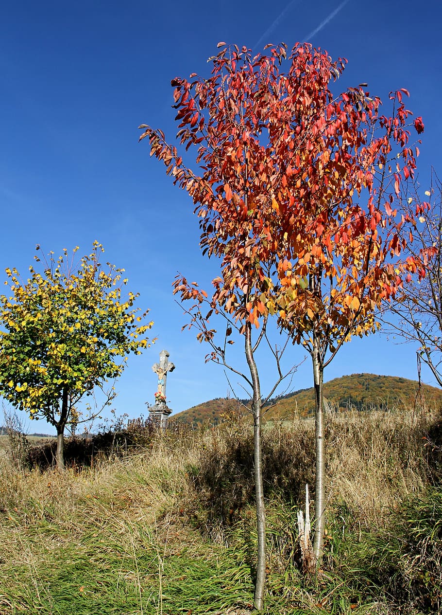 autumn, nature, cross, tree, plant, sky, land, beauty in nature HD wallpaper