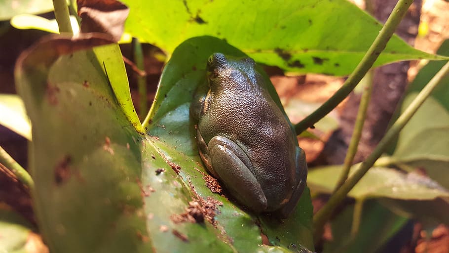Frog, Green, Leaf, Leaves, Animal, jungle, nature, close-up HD wallpaper