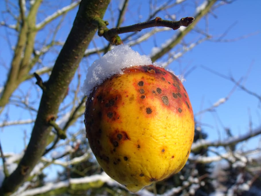 apple tree, nature, winter, snow, fruit, plant, branch, food and drink HD wallpaper