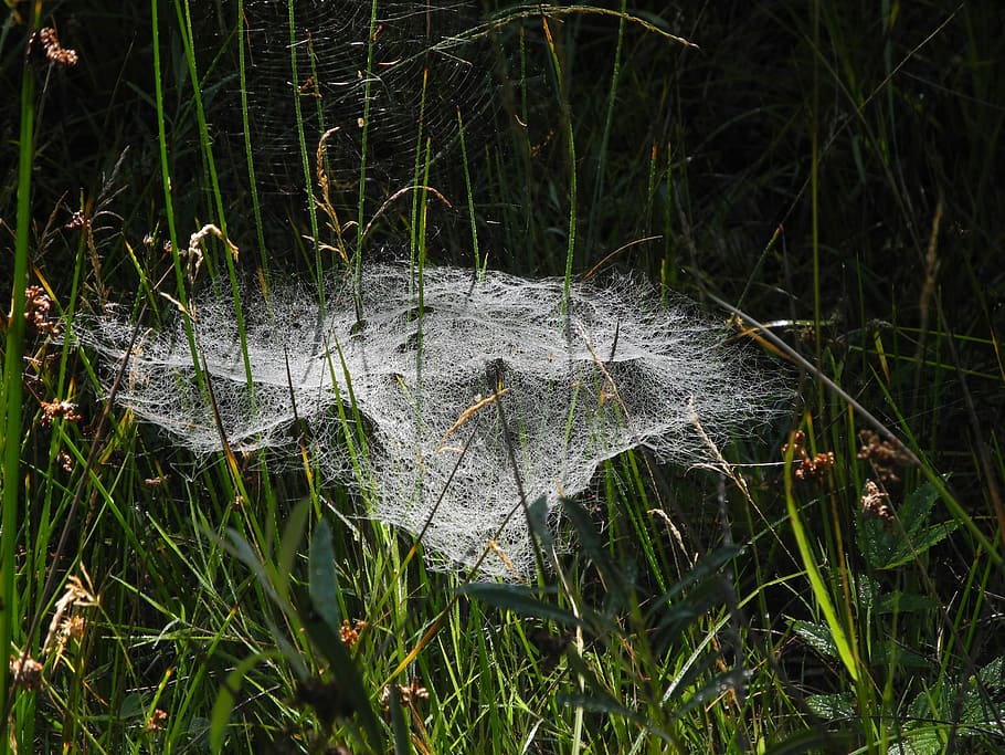 Spider, Webs, Dew, Meadow, Network, Moist, spider webs, morgentau HD wallpaper