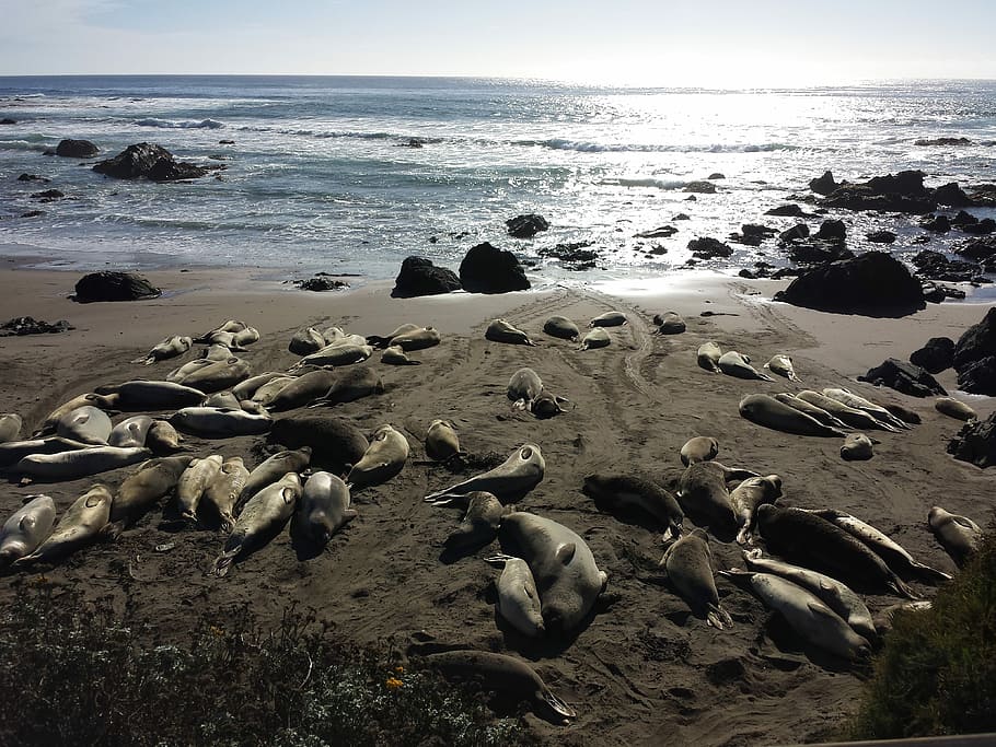 Elephant Seals, Wildlife, animals, beach, california, travel, HD wallpaper