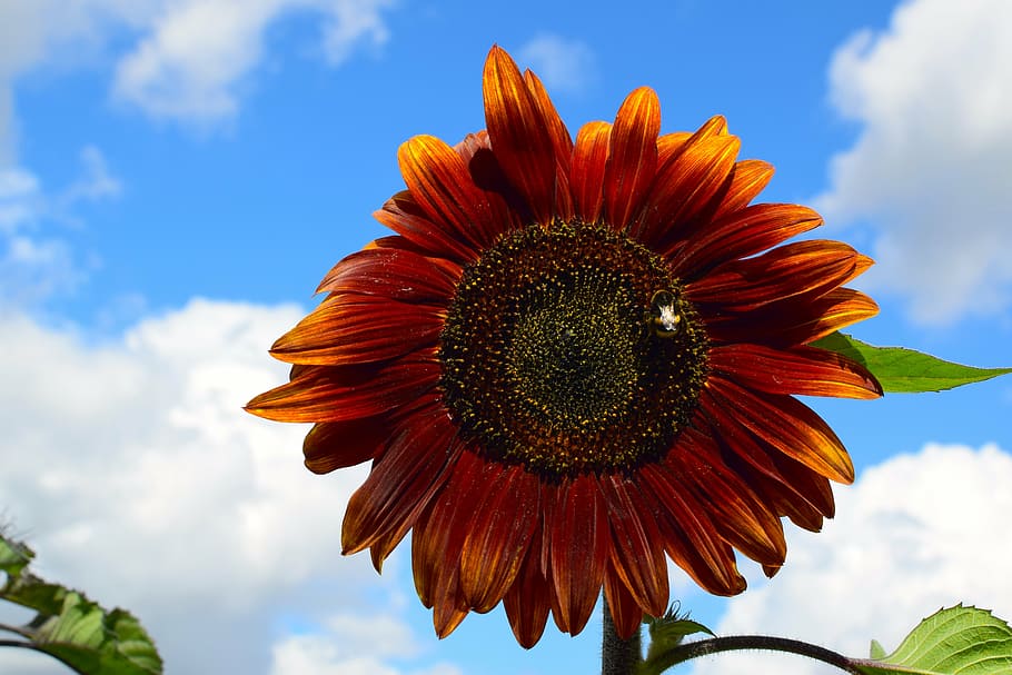 sun flower, dark, bee, close, nature, contrast, sky, alone HD wallpaper